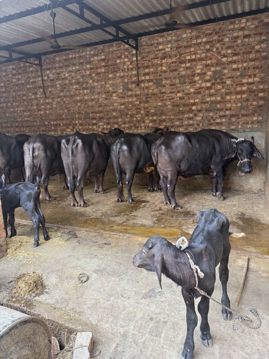 Pure Haryana Murrah Buffalo Lineup