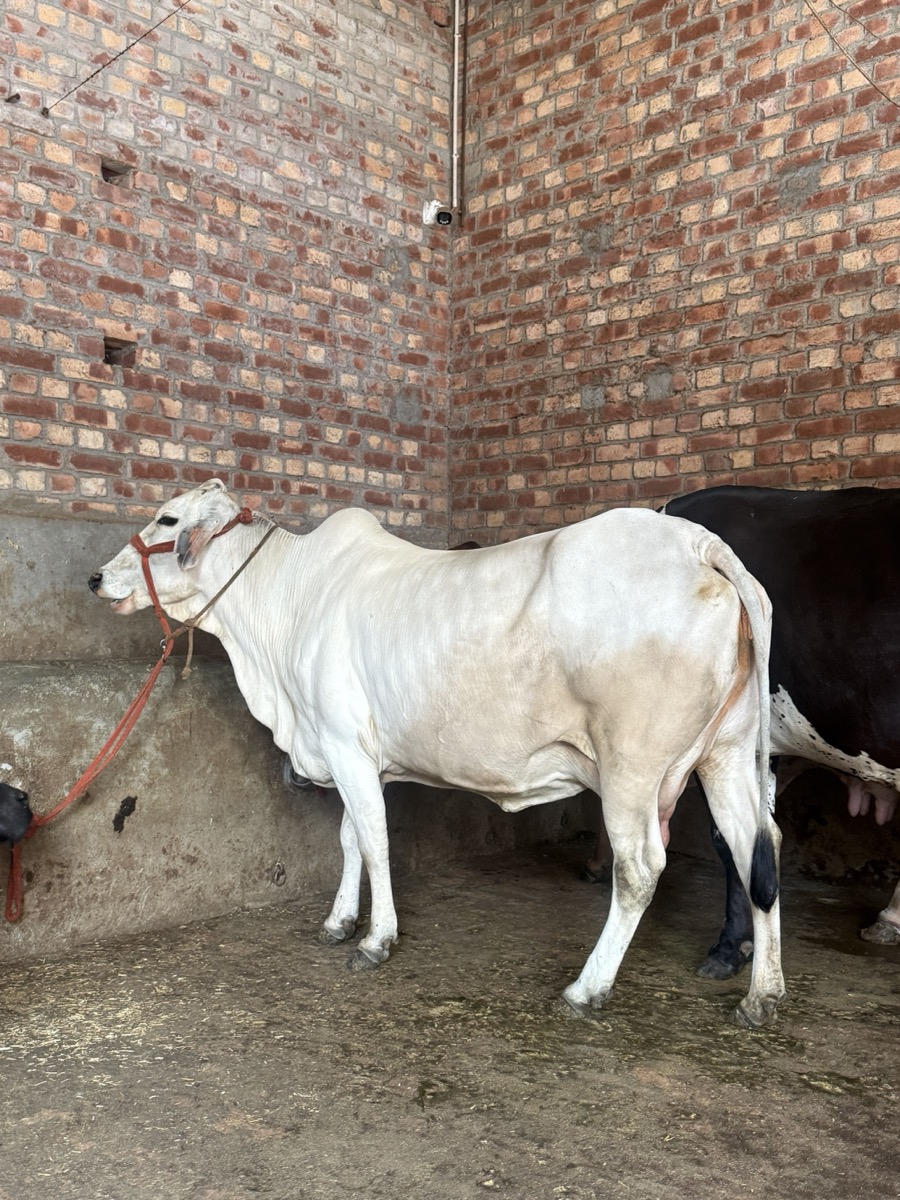 Indigenous Sahiwal and Desi Cow in Brick Shed
