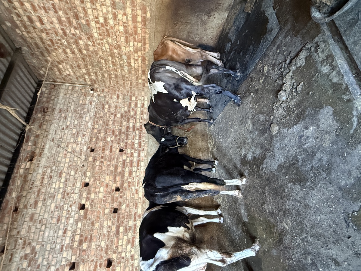 Holstein Friesian HF Cows on Rubber Mat at Lucky Dairy Farm