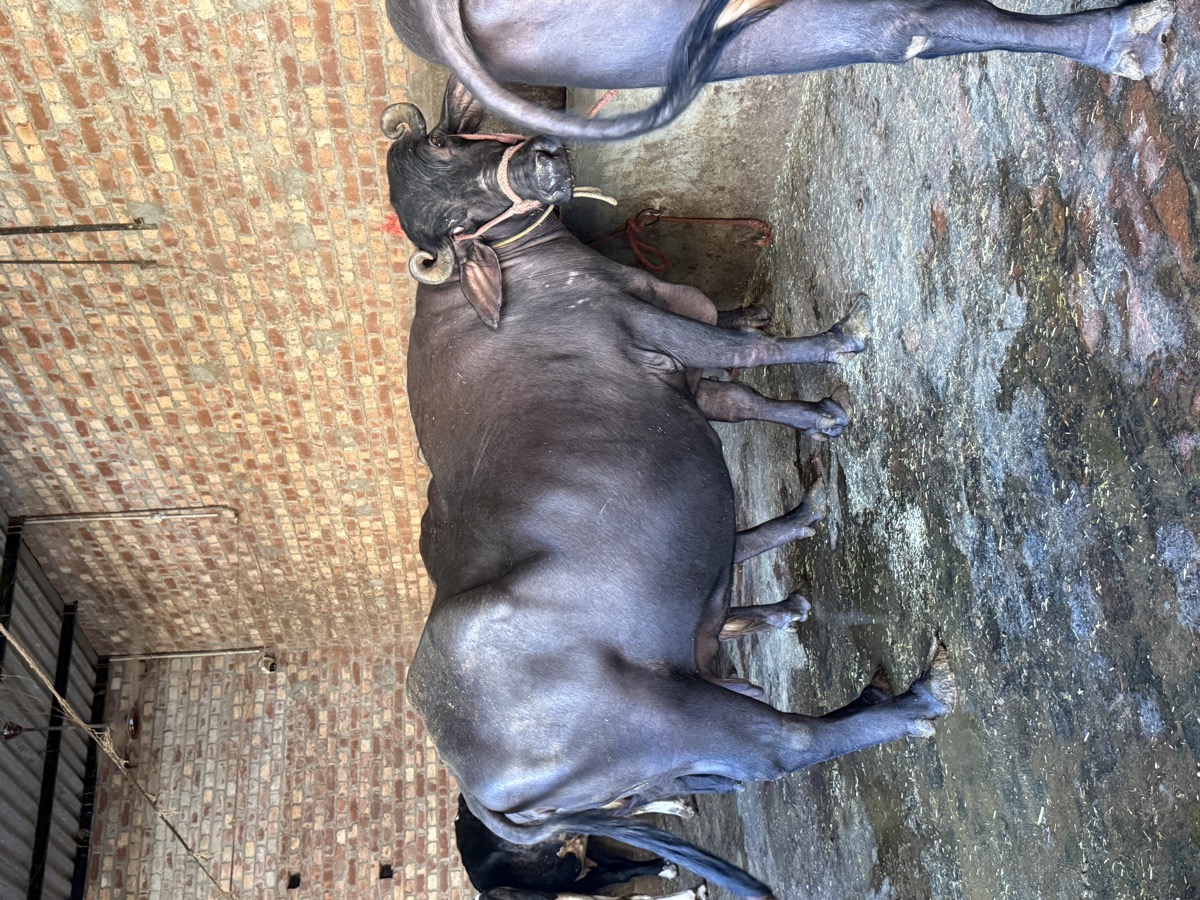 Broad Hip Murrah Buffalo with Curled Jalebi Horns