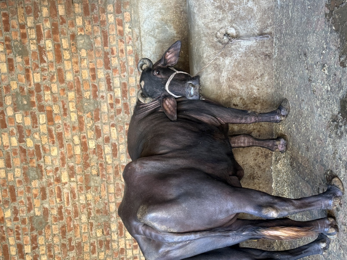 Jet Black Kagazi Skin Pure Murrah Buffalo