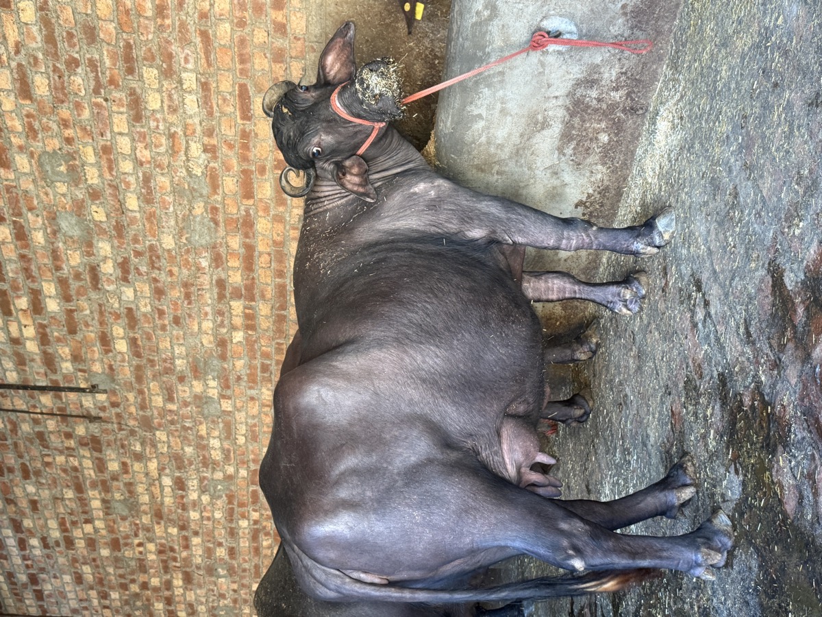 Heavy Pink Udder Pure Haryana Murrah with 4 Even Teats