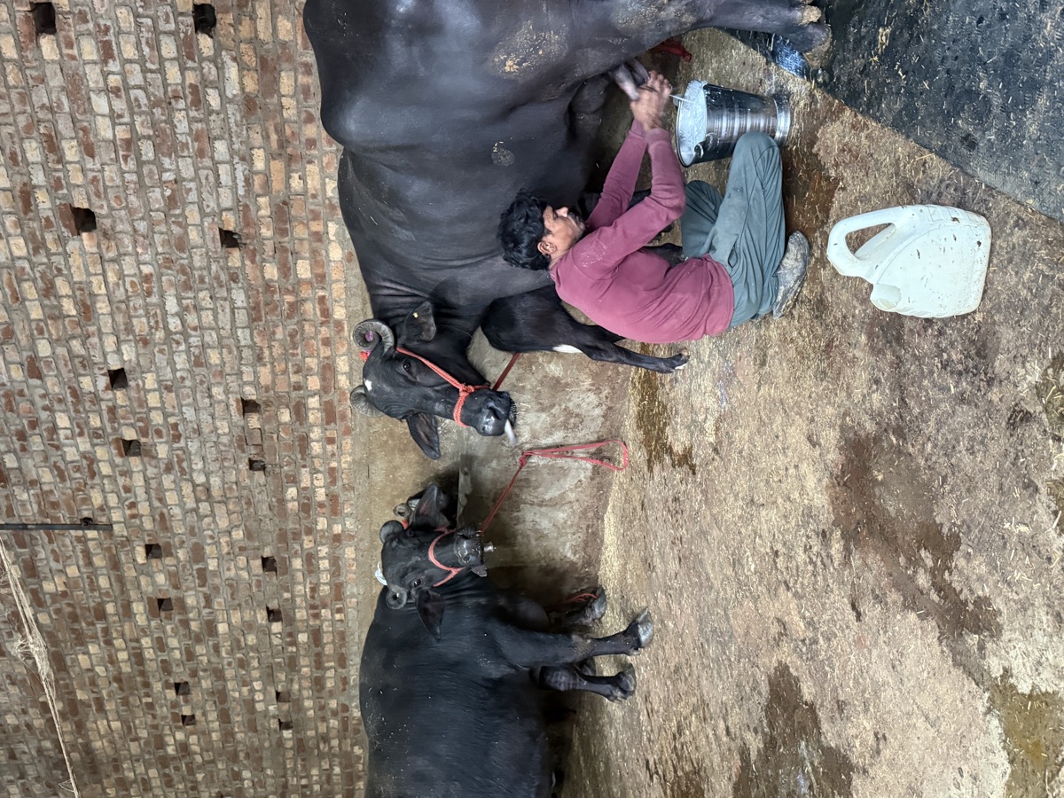 Live Hand Milking Chowai with Calf at Foot