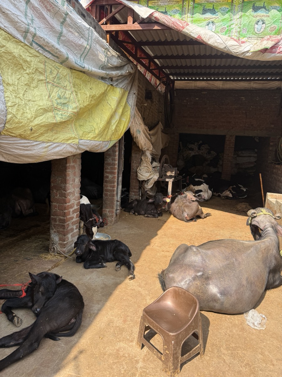 Healthy Young Calves at Lucky Dairy Farm